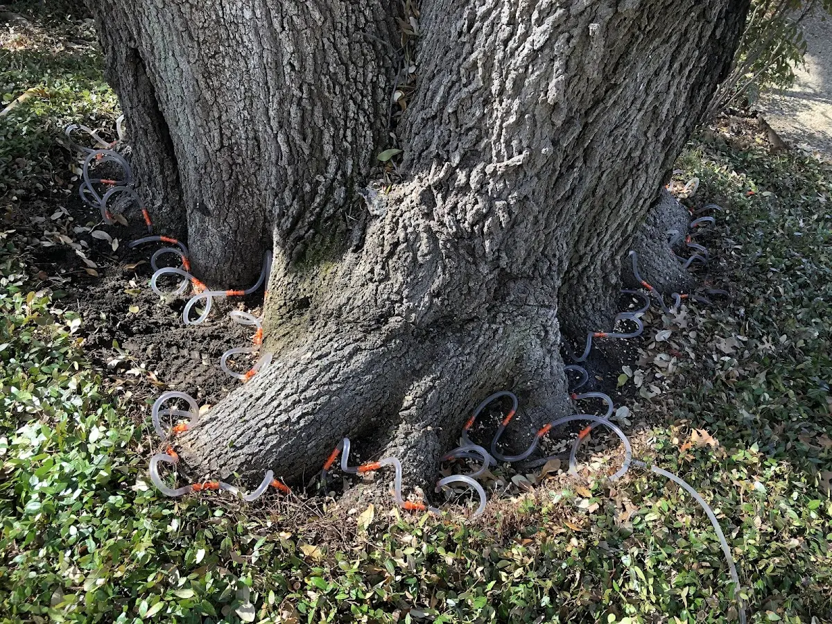 Detailed Tree Cabling and Bracing job site in Hartline