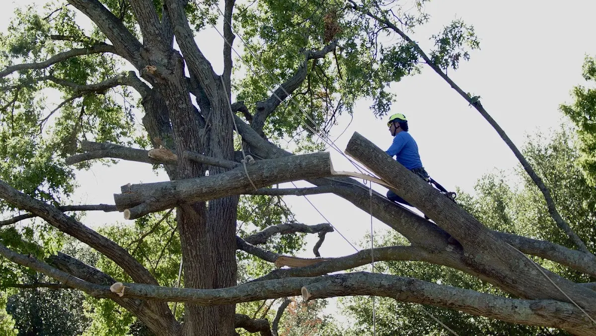 Professional Crown Thinning performed by certified arborists in Hartline