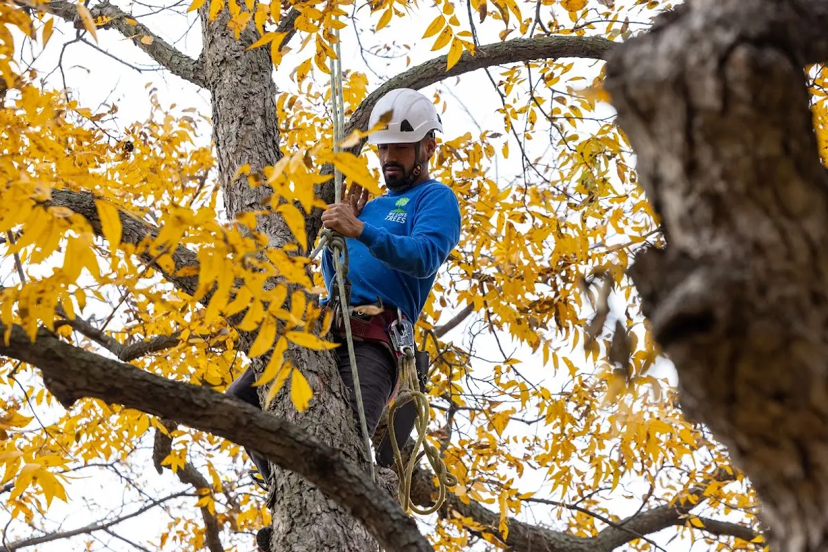 Skilled Tree Trimming crew working in Hartline